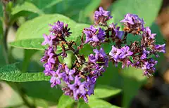 Description de l'image Heliotropium arborescens 'Mini Marine' Heliotrope Flower 2500px.jpg.