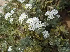 Heliotropium ramosissimum