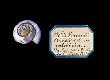 Épigénie d'un escargot en silice (lussatite).