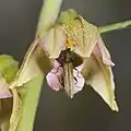 Fleur visitée par un coléoptère