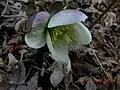 Helleborus ×ericsmithii