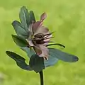 Une rose de carême en fruit