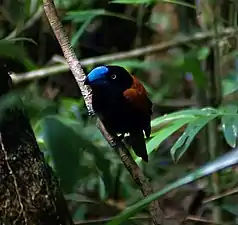 Photo couleurs d'un oiseau.