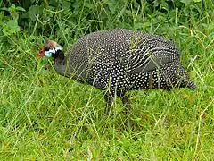 Parc national Murchison Falls, Ouganda.