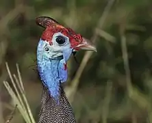 Matetsi Safari Area, Zimbabwe.