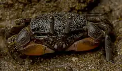 Description de l'image Heloecius cordiformis - Semaphore crab - juvenile.jpg.