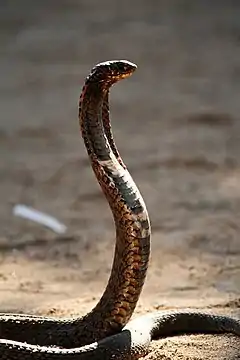 Cobra cracheur ou ringhal.