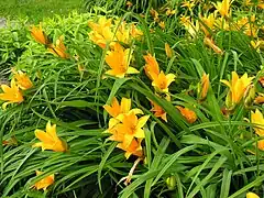 Photo couleur de fleurs jaunes orangées (des hémérocalles) mêlées à de hautes herbes vertes.