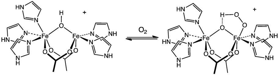 Représentation de la liaison de l'oxygène O2 au site actif de l'hémérythrine.