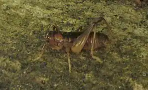 Un weta dans la litière du sol.