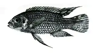 Pelvicachromis subocellatus