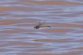 Un spécimen en vol au-dessus du lac Pinaroo (en), en Nouvelle-Galles du Sud.