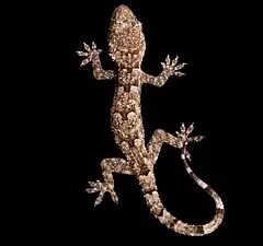 Description de l'image Hemidactylus muriceus - African forest gecko.jpg.