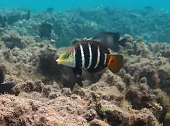 Un tamarin à bandes (Hemigymnus fasciatus)