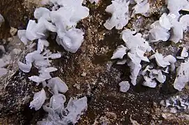 Hémimorphite - Escouloubre, Aude, France (Vue 3 cm)