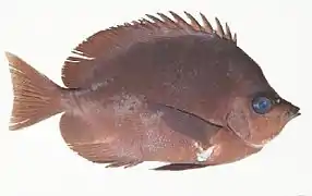 Hemitaurichthys thompsoni