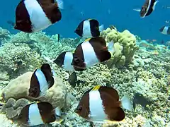 Un groupe de poissons-papillons pyramide noirs (Hemitaurichthys zoster)
