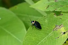 Hemithyrsocera palliata (Ectobiidae)