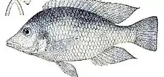 Description de l'image Hemitilapia-oxyrhynchus.jpg.