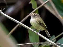 Description de l'image Hemitriccus cohnhafti - Acre Tody-Tyrant; Rio Branco, Acre, Brazil.jpg.