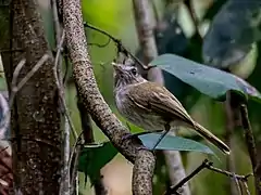 Description de l'image Hemitriccus flammulatus Flammulated Pygmy-Tyrant; Ramal do Noca, Rio Branco, Acre, Brazil.jpg.