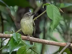 Description de l'image Hemitriccus iohannis - Johannes's Tody-Tyrant; Cruzeiro do Sul, Acre, Brazil.jpg.