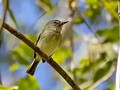 Description de l'image Hemitriccus minimus - Zimmer's Tody-Tyrant, Carajas National Forest, Pará, Brazil.jpg.