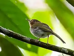 Description de l'image Hemitriccus rufigularis - Buff-throated Tody-Tyrant (cropped).jpg.