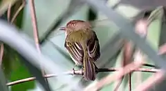 Description de l'image Hemitriccus spodiops Yungas Tody-Tyrant; below Sandia, Puno, Peru.jpg.