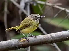 Description de l'image Hemitriccus striaticollis - Stripe-necked Tody Tyrant; Arari; Maranhão, Brazil.jpg.