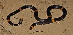 Description de l'image Hemprichii's CoralSnake (Micrurus hemprichii).jpg.