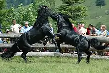 Photographie de deux chevaux cabrés s’affrontant devant des spectateurs protégés par une barrière.