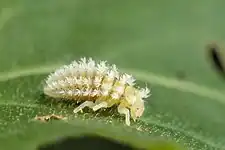 Jeune larve de Henosepilachna argus