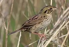 Description de l'image Henslows Sparrow (Ammodramus henslowii) (5752598436) (cropped).jpg.