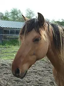 Tête d'un cheval assez épaisse, les poils marrons et la crinière bi-colore.