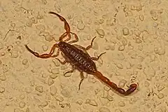 Description de l'image Hentz Striped Scorpion - Centruroides hentzi, Archbold Biological Station, Venus, Florida.jpg.