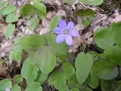 Hepatica nobilis