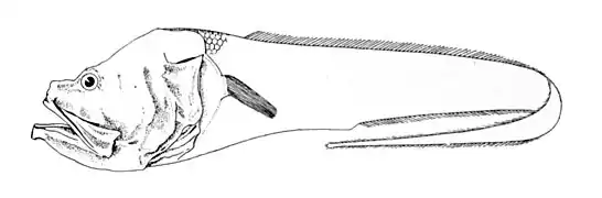 Hephthocara simum.