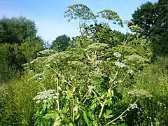 Heracleum sosnowskyi