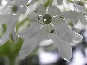 Détail d'une fleur.