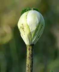 Tige cannelée tachée de pourpre d'une plante en croissance.