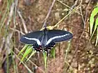 Papilio hectorides femelle