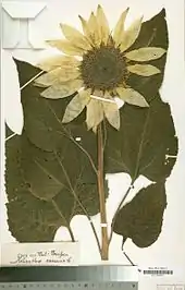 Fleur et feuilles de tournesol séchée et fixées sur une page