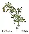 Part. I, chap. 12 Artemisia vulgaris