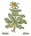 Part. I, chap. 54..... Inula helenium