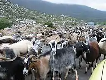Troupeau de chèvres dans les montagnes grecques.