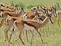 Springboks (Parc transfrontalier de Kgalagadi, Afrique du Sud).