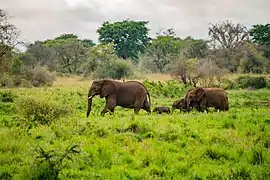 Des éléphants dans le parc national Kidepo Valley en mars 2020.