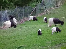 Photo couleur montrant des chèvres noires devant et blanches derrière avec des cabris de même coloration dans une prairie.