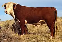 taureau rouge à tête et ventre blanc. Les cornes en croissant descendent vers le mufle rosé. La stature est massive.